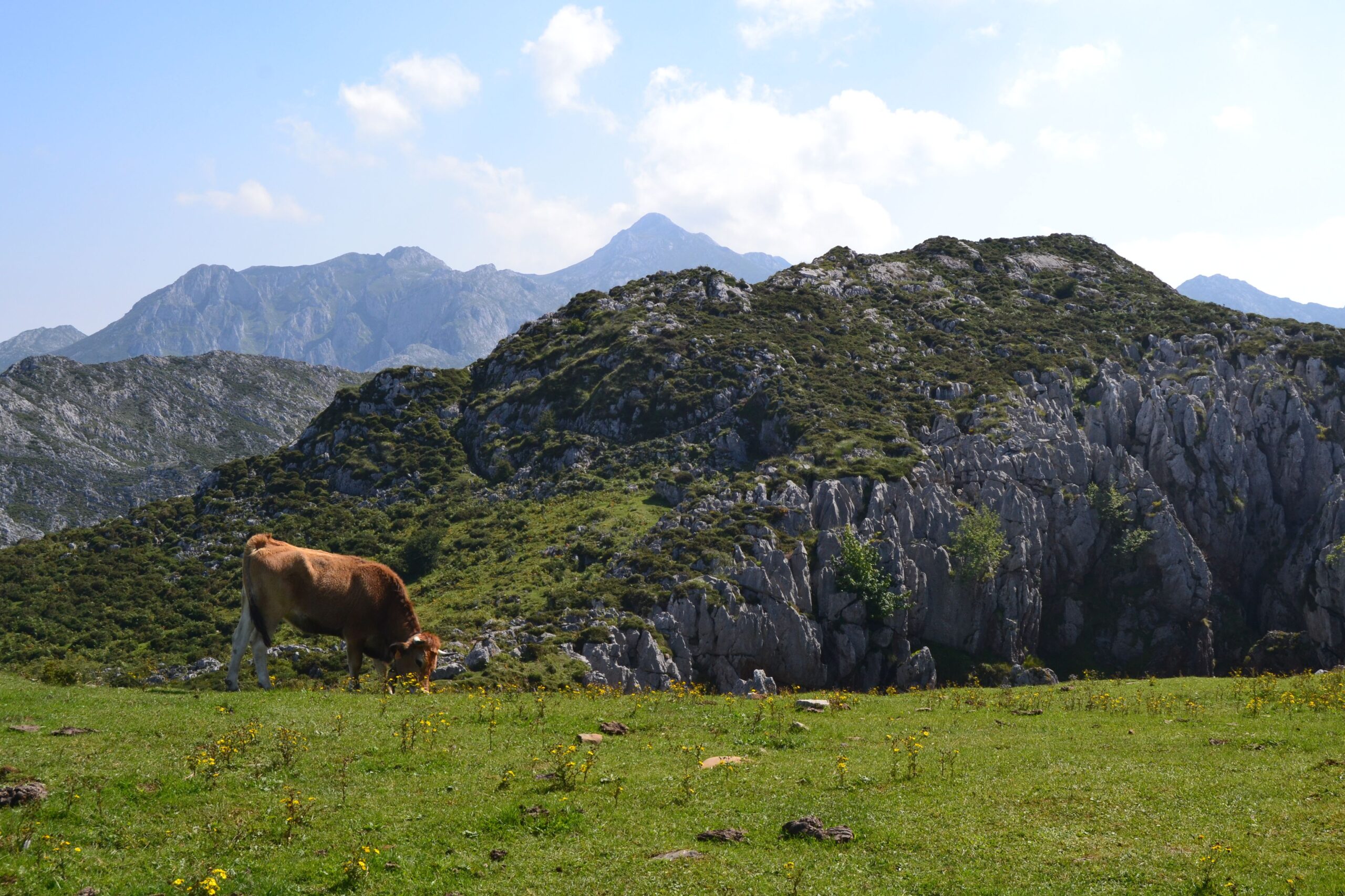 A serene scene of a cow grazing in the lush Asturias mountains, under a bright summer sky.